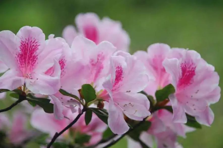 杜鹃花期怎么养护