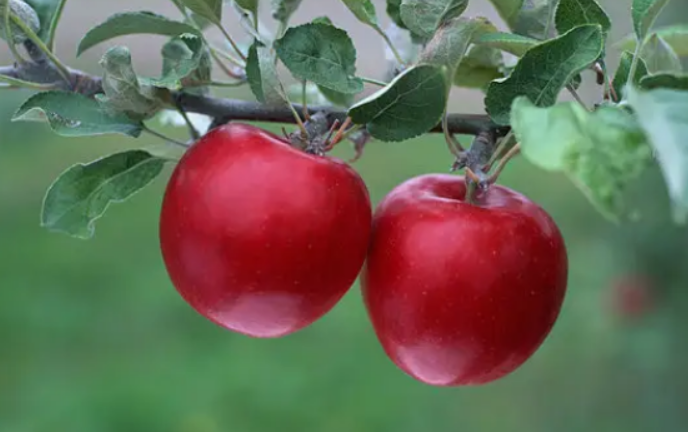 喜阴的果树有哪些