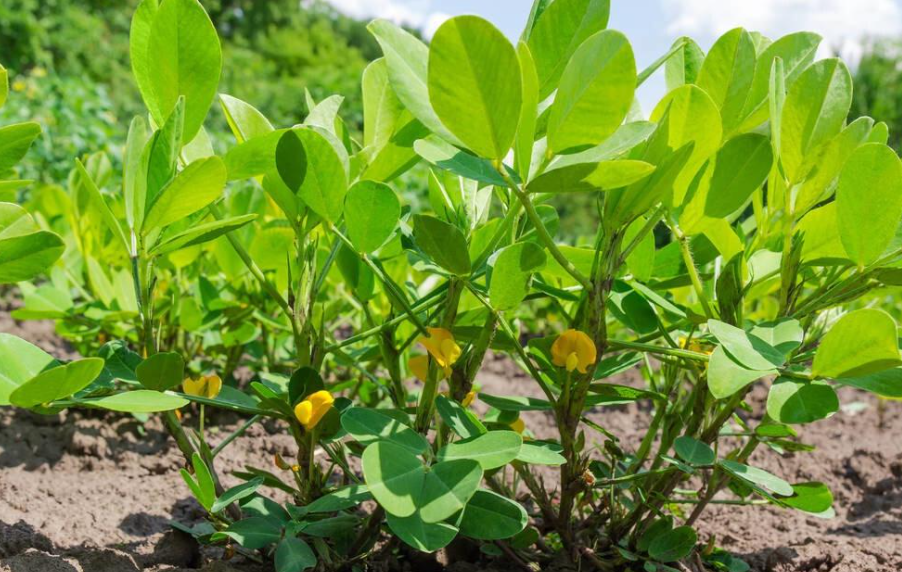 花生追肥的最佳时间