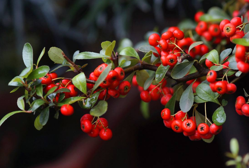 野生火棘树怎样做盆景