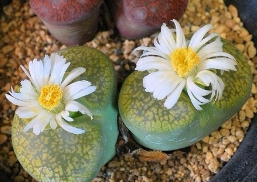 生石花适合什么花盆