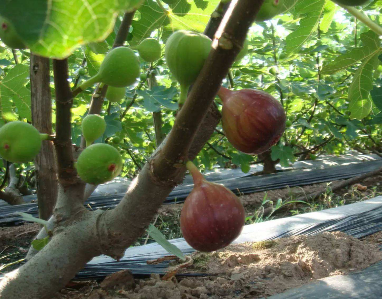 栽无花果用什么土最好