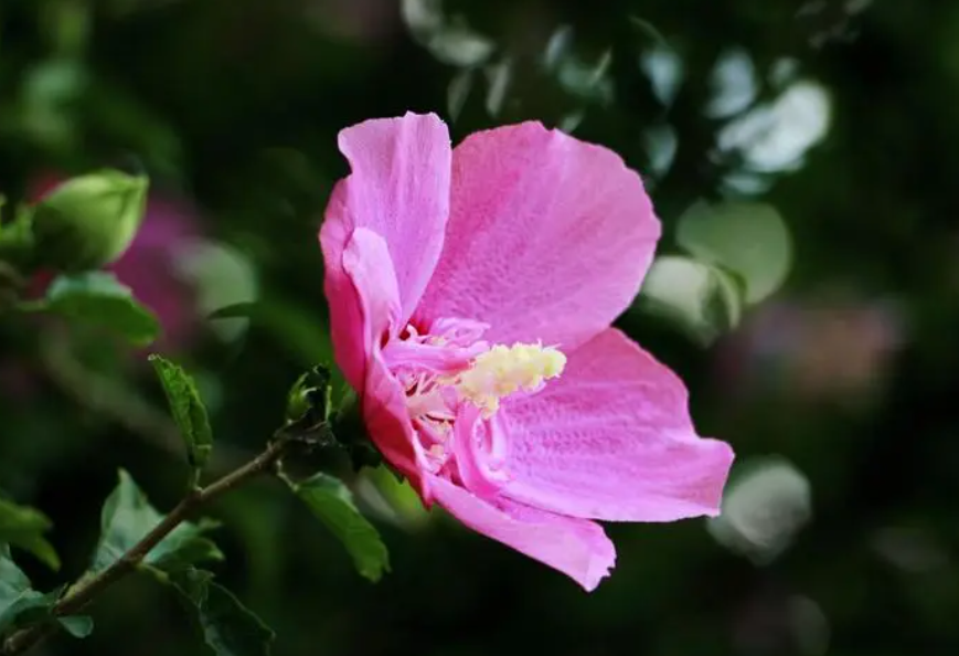 木槿花怎样浇水几天浇一次