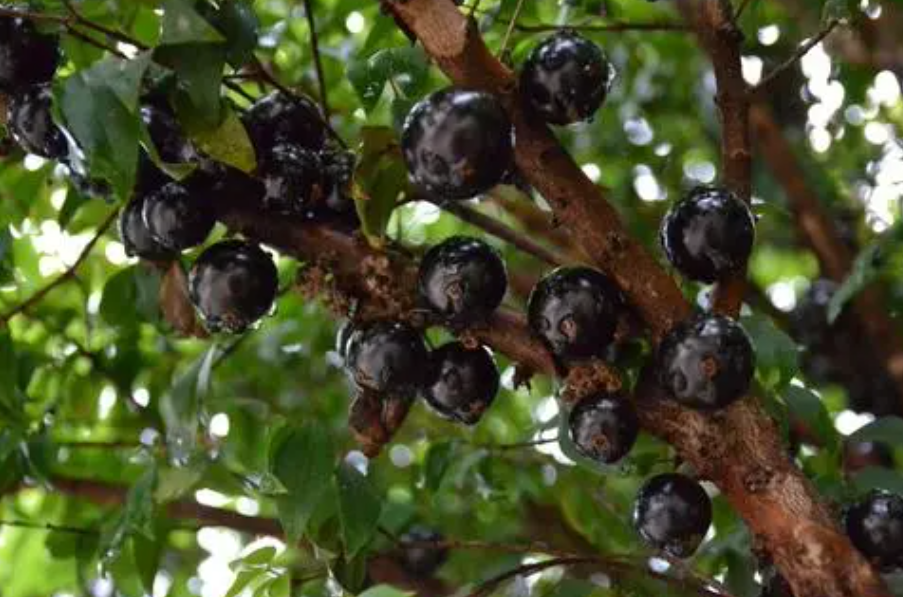 嘉宝果什么时候开花