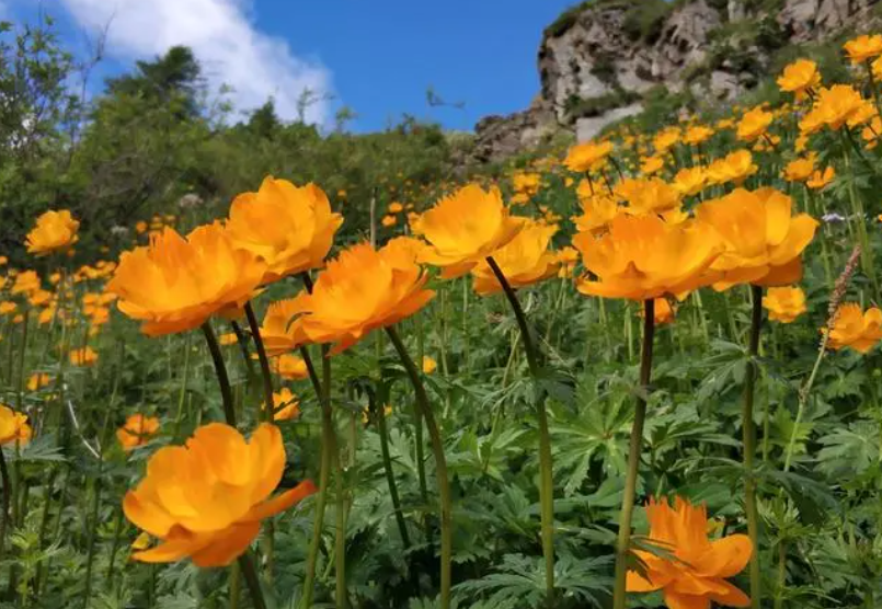 金莲花有什么功效