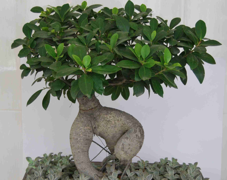 客厅放榕树盆景好吗