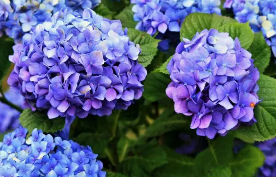 绣球花冬天需要晒太阳吗