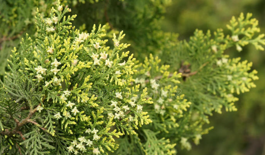 柏树的特征和生活环境