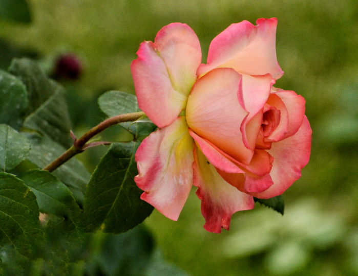 月季花花谢后如何剪枝