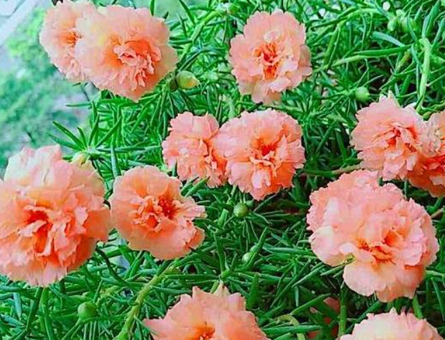 水培太阳花具体步骤