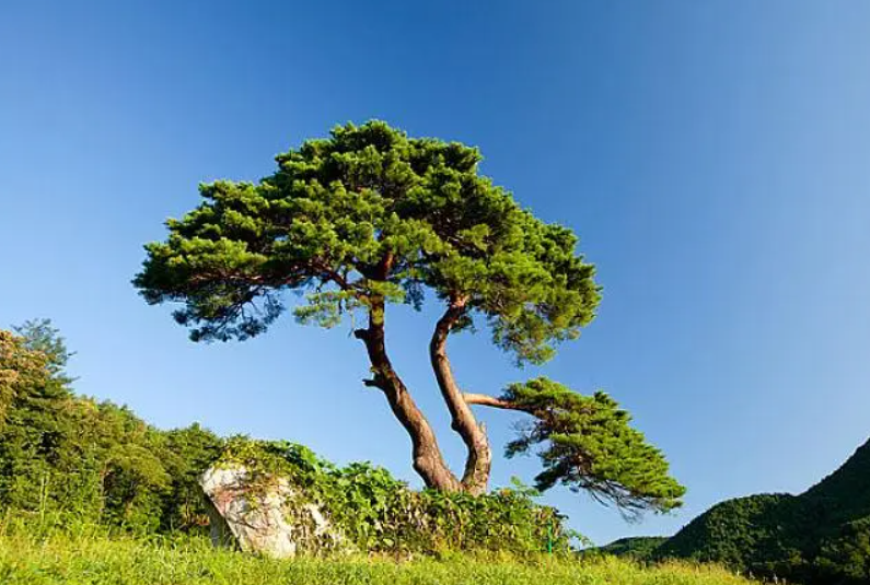 松树扦插繁殖方法