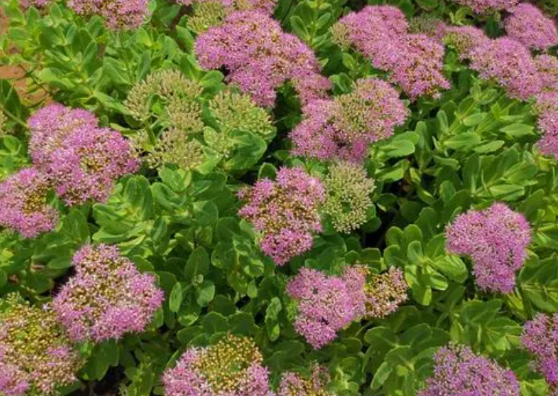 八宝景天一年开几次花