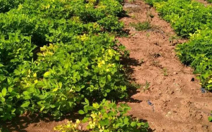 夏播花生最晚不能晚于什么时间