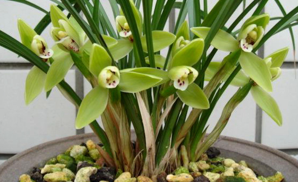 兰花晒太阳的正确方法