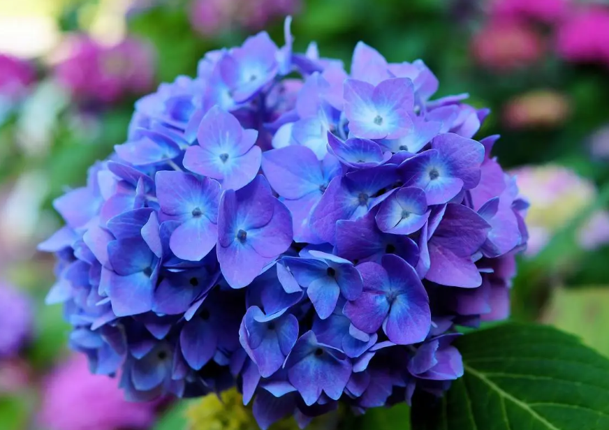 绣球花喜阴还是喜阳