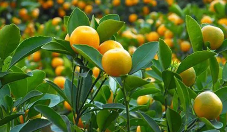 金桔树能在室外过冬吗