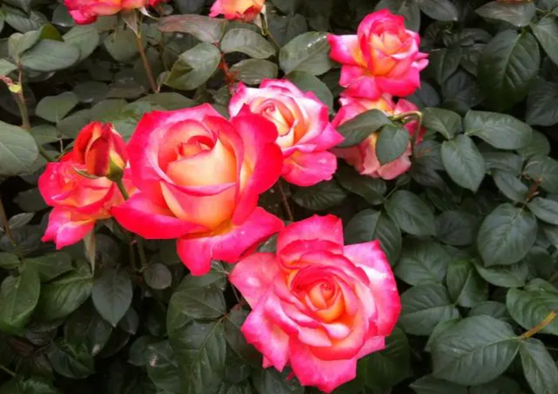 室外月季花怎么过冬