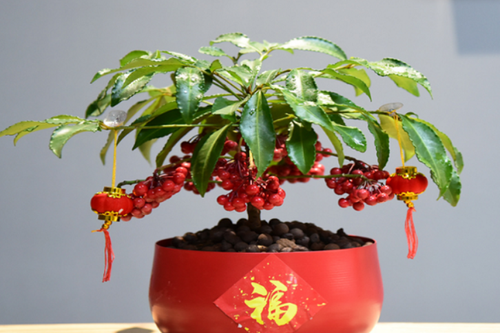 黄金万两第二年还会长花吗