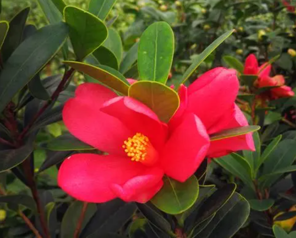 四季杜鹃红茶花的风水