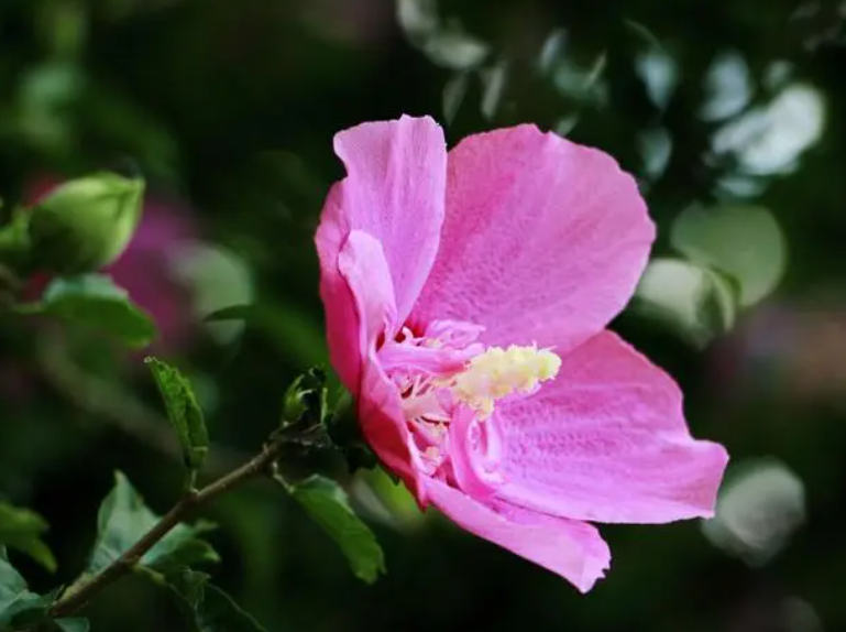 木槿花怎么浇水最好