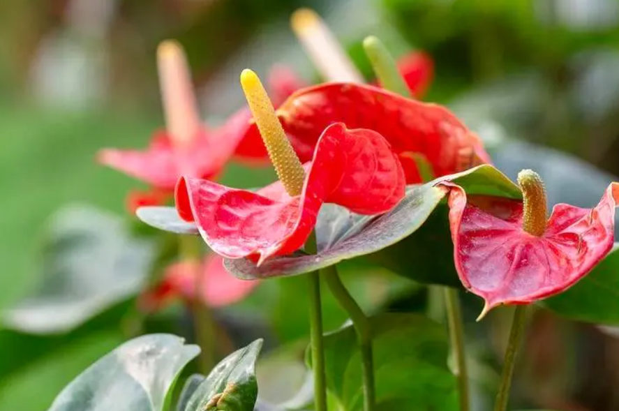 红鹅掌花叶子发黄