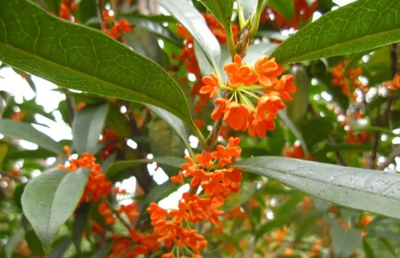 桂花树什么时候移栽成活率高