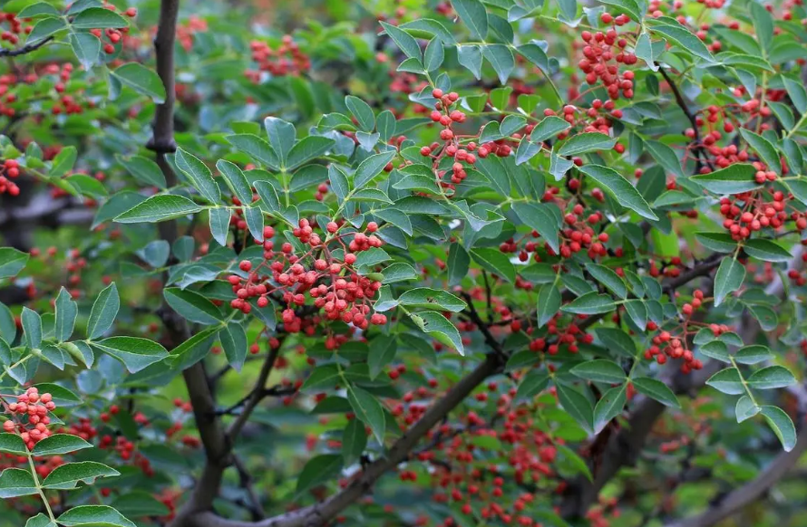 花椒树生长在南方还是北方