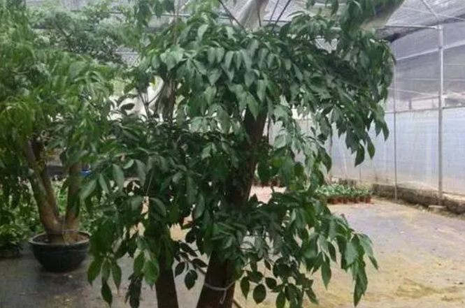 大富贵树的养殖方法和注意事项