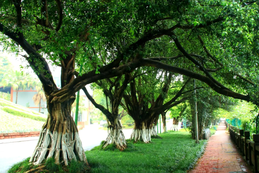 榕树的养护及注意事项