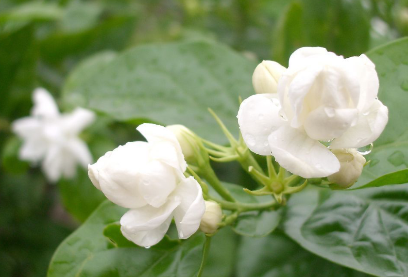 茉莉花嫁接好还是扦插好