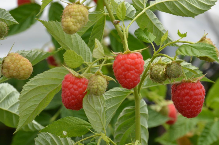 树莓可以几月扦插