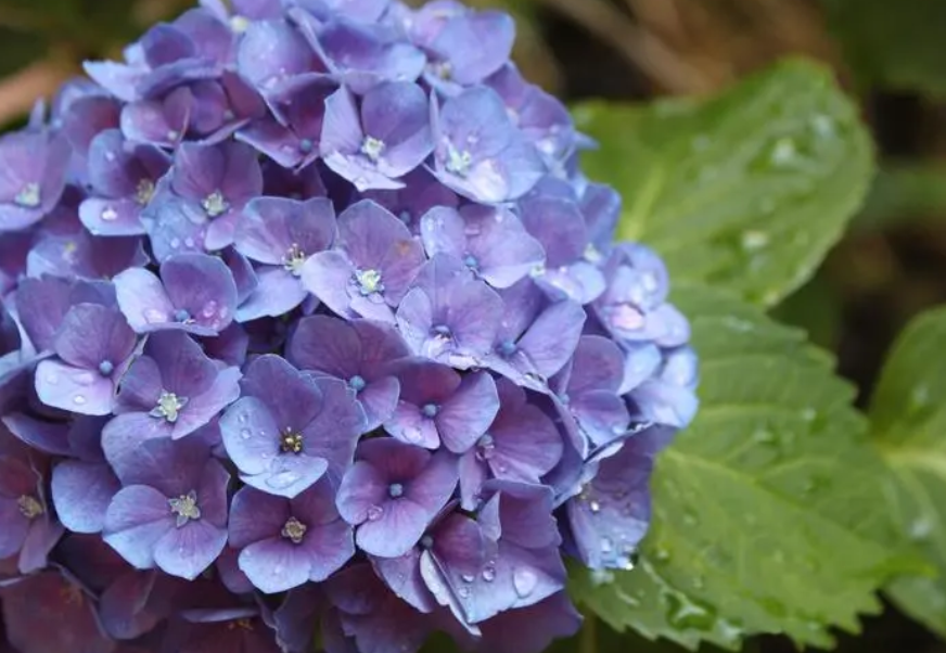 绣球花的毒性有多可怕