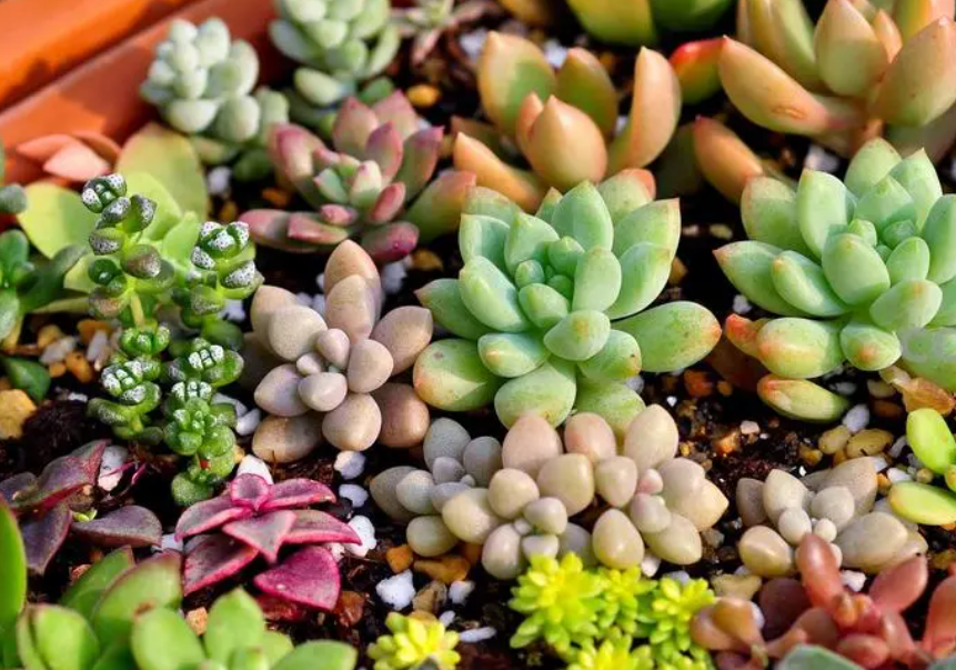 什么花好养不怕冻室内花