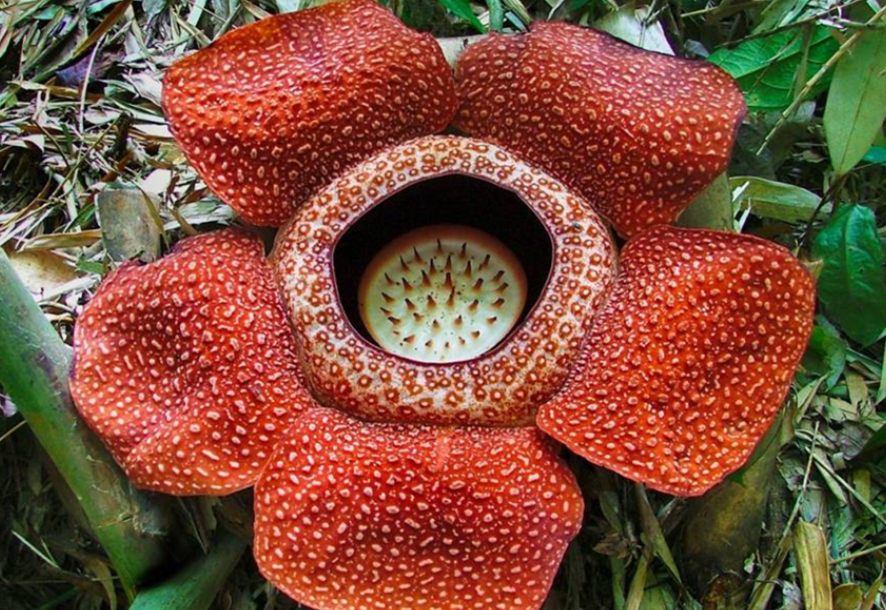 十大阴气最重的花