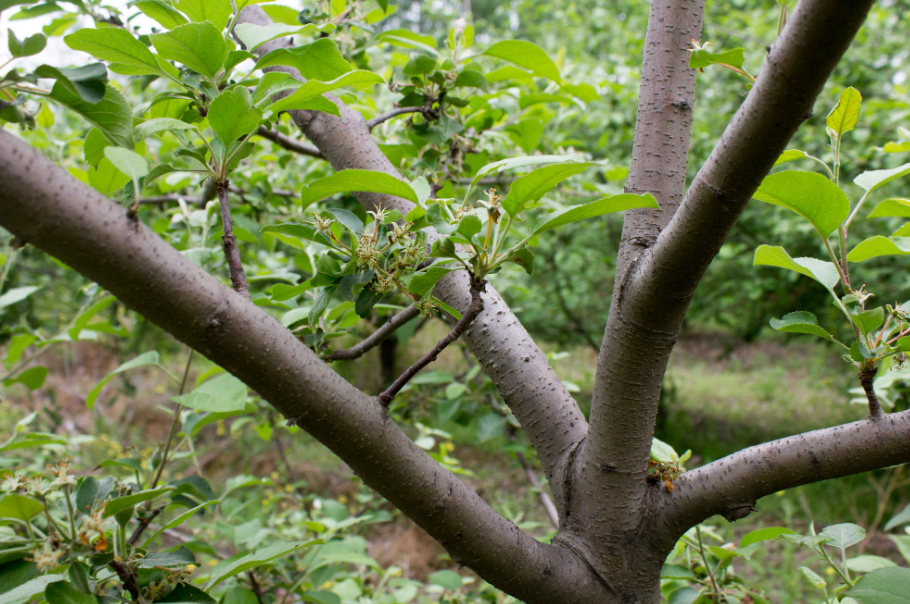 苹果幼树修剪方法