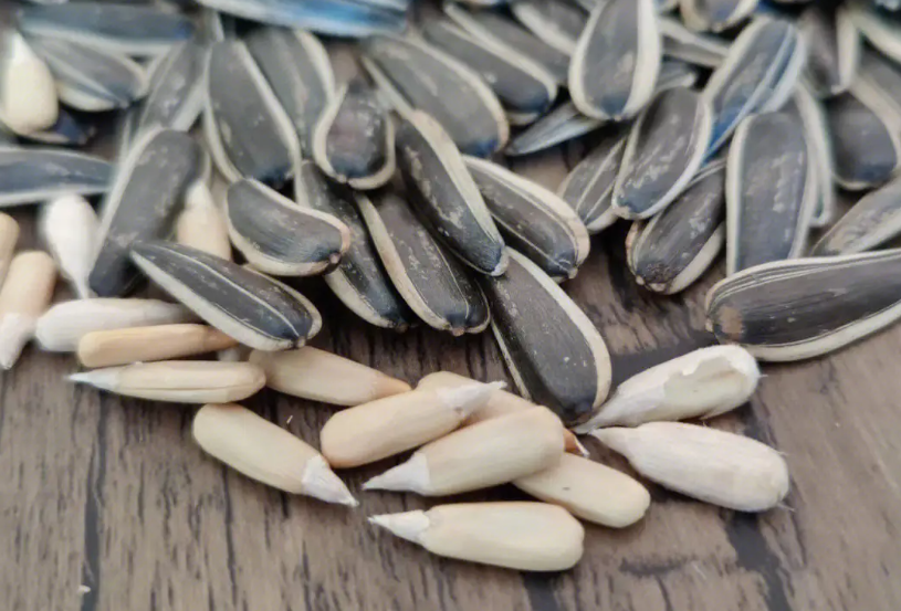 食用葵花籽种植技术