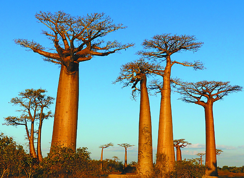 猴面包树的果实长什么样