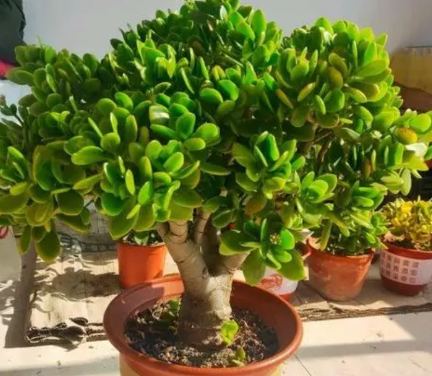 玉树换盆土需要注意什么