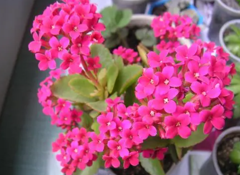 长寿花怎么浇水浇多少?