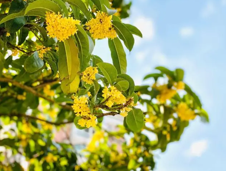 桂花树什么时候扦插成活率高