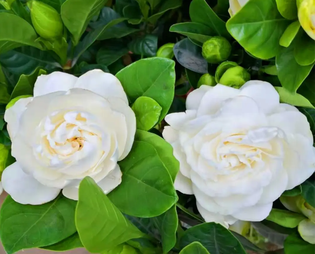 牡丹栀子花和大叶栀子花的区别