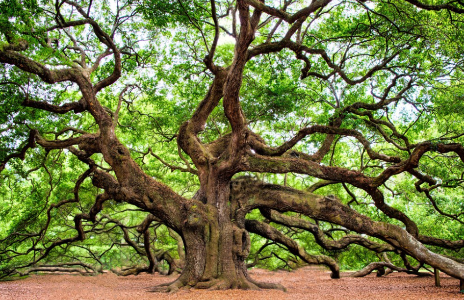 常见的树有哪些种类