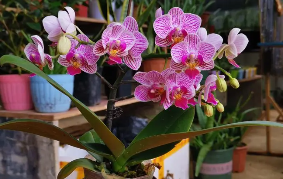 蝴蝶兰开花前什么时候浇水最合适