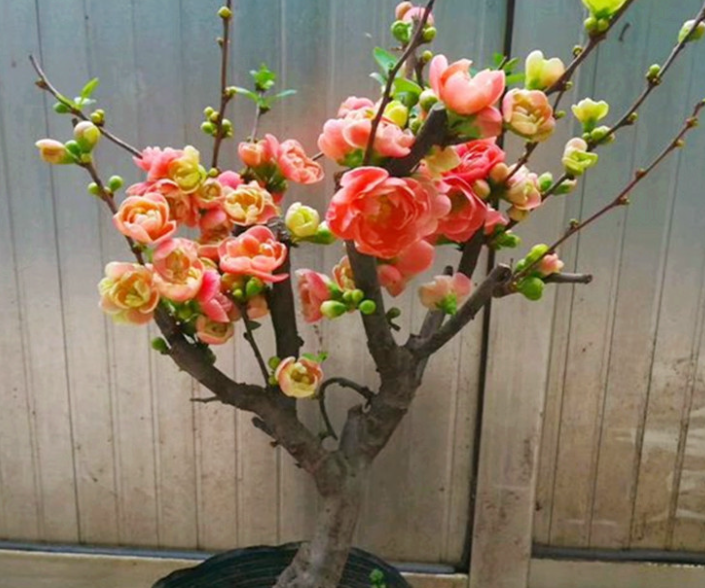 家养海棠花的养殖方法