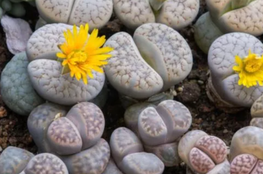 生石花移栽后什么时候浇水