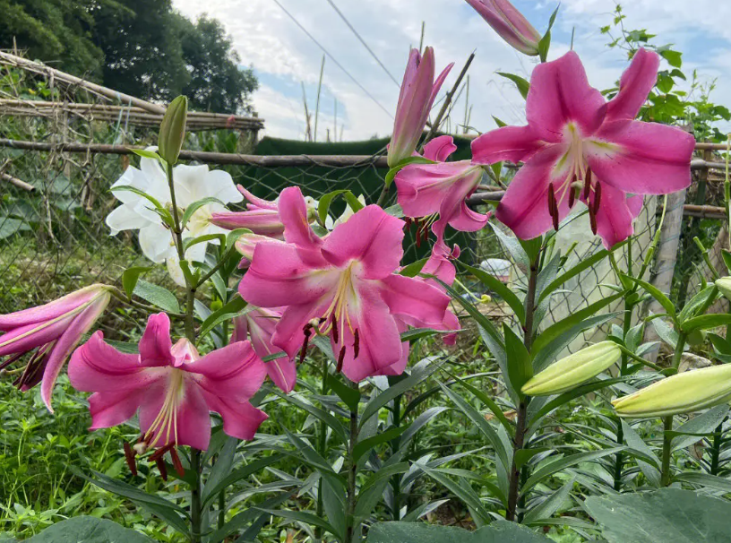 百合花地栽好还是盆栽好