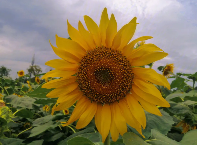 最受欢迎的花卉排行