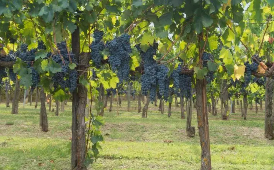 葡萄籽种的葡萄树会结果吗