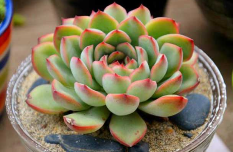 花月夜怎么养成老桩