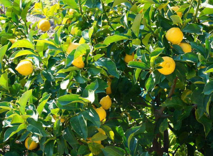 柠檬树养护的注意事项